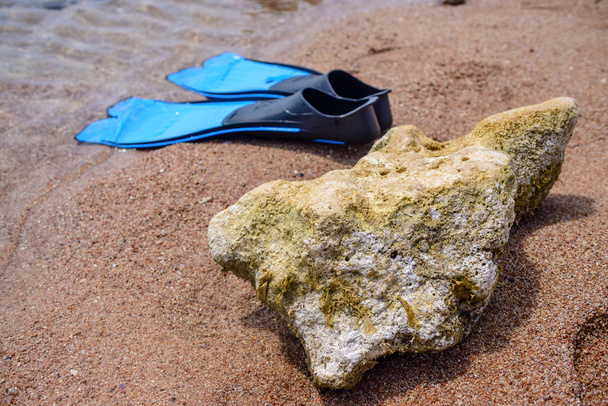 Пара лапок на березі моря
 - Фото, зображення