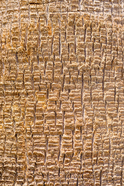 ヤシの木の樹皮の背景テクスチャ - 写真・画像