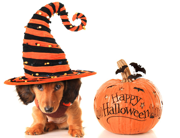 Хэллоуинский щенок и тыква
 - Фото, изображение