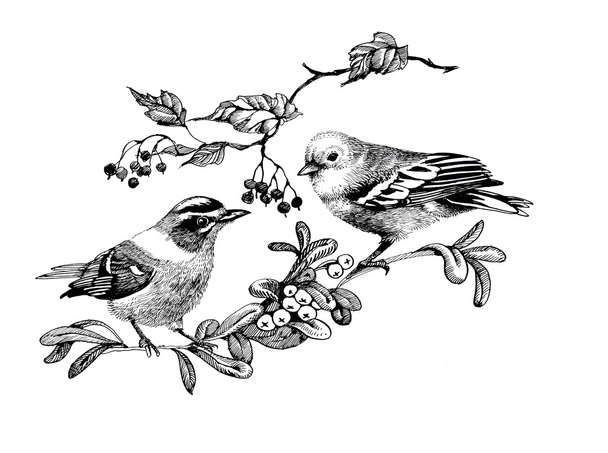 birds on twigs illustration - Фото, зображення