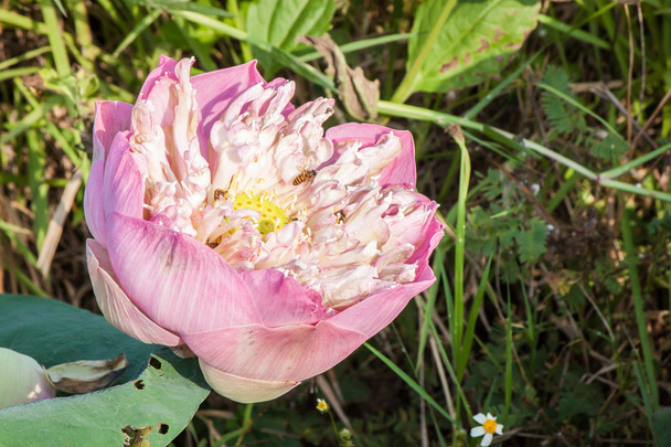 flor de loto rosa en chiangmai thailand
 - Foto, imagen