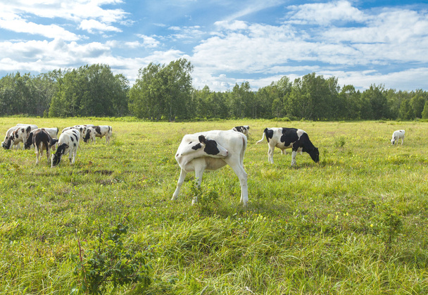 Calfs on a pasture in a sunny day on Kamchatka - Valokuva, kuva
