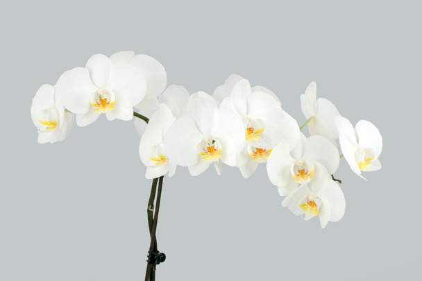 Ветвь белой орхидеи на сером фоне
 - Фото, изображение