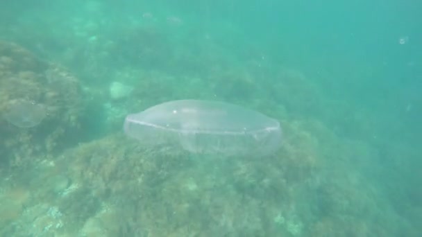 Medusas debaixo de água
 - Filmagem, Vídeo