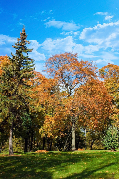 Autumn trees - Foto, Imagen