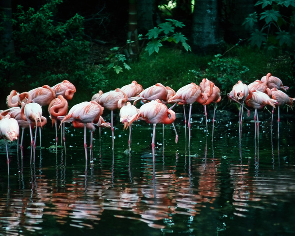 Flamingos - Photo, Image