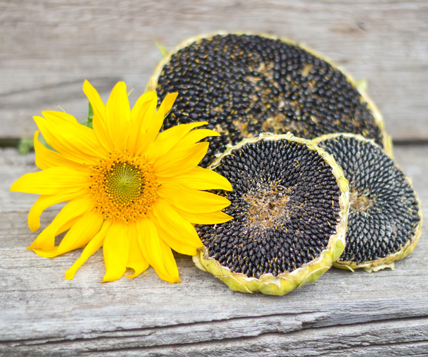 Sunflower with sunflower seeds on wooden texture - Photo, Image