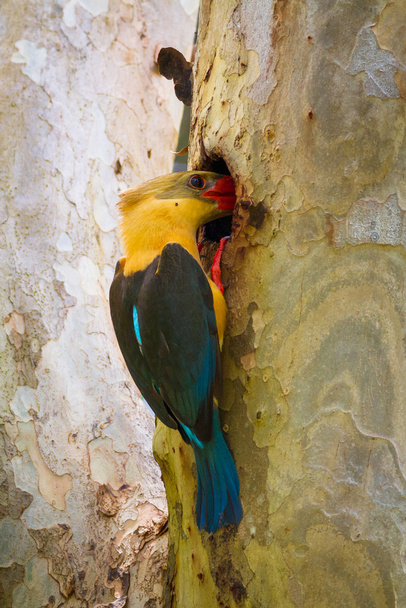 Cigüeña de facturación Kingfisher fedding
 - Foto, imagen