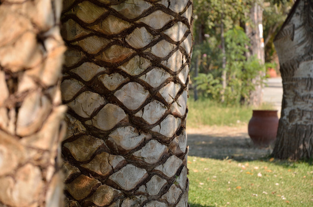 Φλοιό του κορμού δέντρο παλάμη - Φωτογραφία, εικόνα