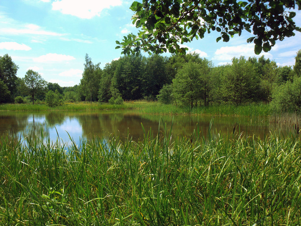 Fishing pond with reeds in the foreground - Photo, Image