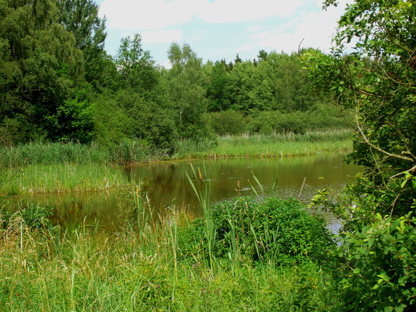 Frog pond surrounded by rushes landscape - Photo, Image