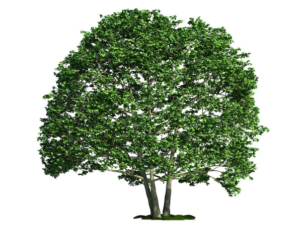 Ізольована дерево на білий, вільха (вільха) - Фото, зображення