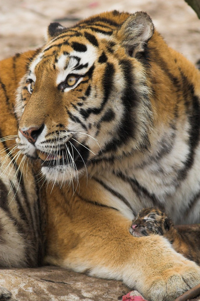Tiger Zoo - Foto, afbeelding