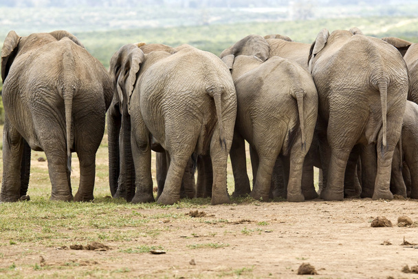 elefantes por trás
 - Foto, Imagem