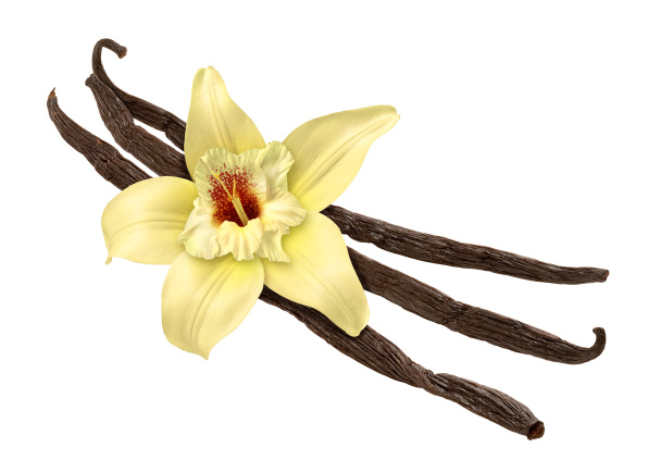 Vanilka a květ (Ořezová cesta) - Fotografie, Obrázek
