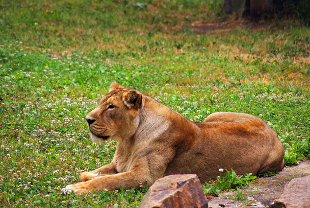 Young lioness - Fotografie, Obrázek