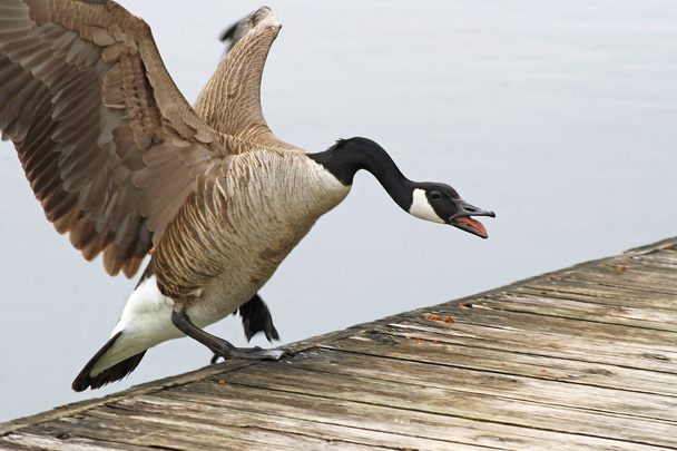 Ganso de Canadá agresivo aterrizaje en el borde de un muelle de madera
 - Foto, imagen