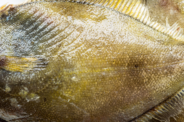 Gros plan sur le corps des poissons plats frais
 - Photo, image
