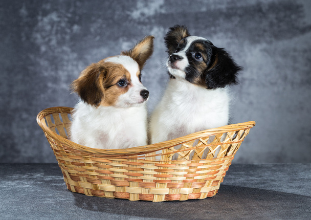 Two funny Papillon puppy - Foto, afbeelding