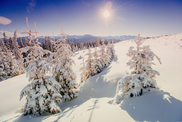 Чарівний зимовий Сніг накривав дерево. Карпати. Україна, Європа - Фото, зображення