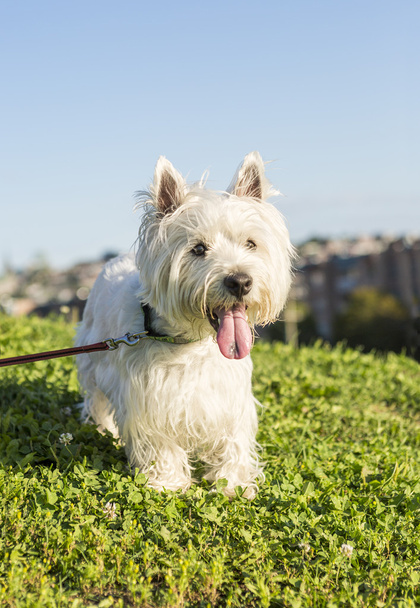 west highland white terrier a very good looking dog - 写真・画像
