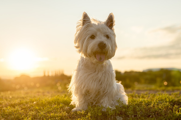 west highland white terrier a very good looking dog - 写真・画像