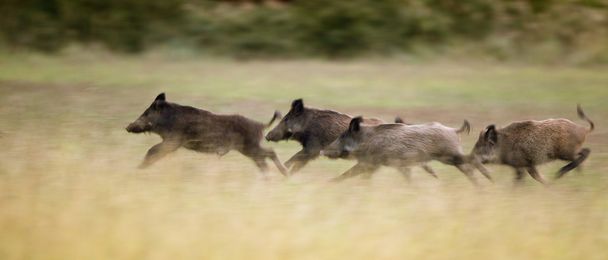 Divoká prasata utíkat - Fotografie, Obrázek