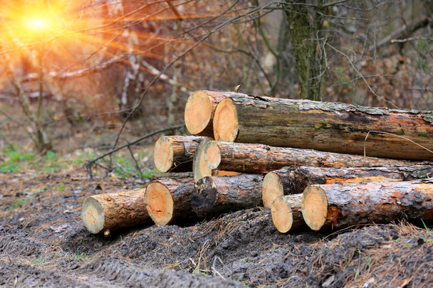 ξύλινα κούτσουρα στο δάσος - Φωτογραφία, εικόνα