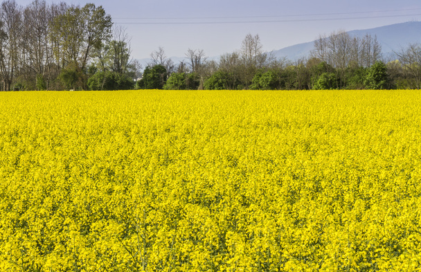 blooming field of rapeseed - Photo, Image