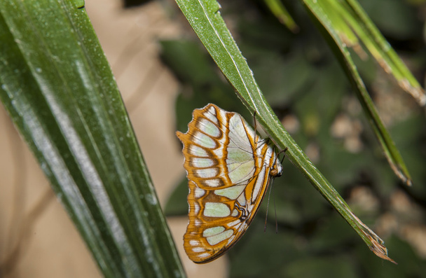 Malachiet vlinder - Foto, afbeelding