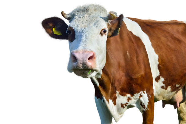 Молодая корова изолирована на белом фоне
 - Фото, изображение