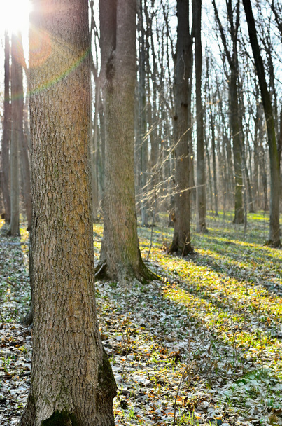 Los rayos del sol a través de los árboles en el bosque
 - Foto, Imagen