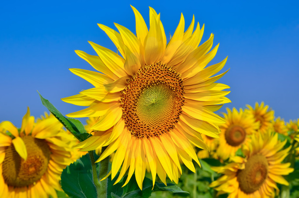Young sunflowers bloom in field against a blue sky - Photo, Image