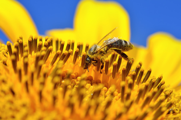 Pszczoła zbiera nektar na kwiatach słonecznika - Zdjęcie, obraz