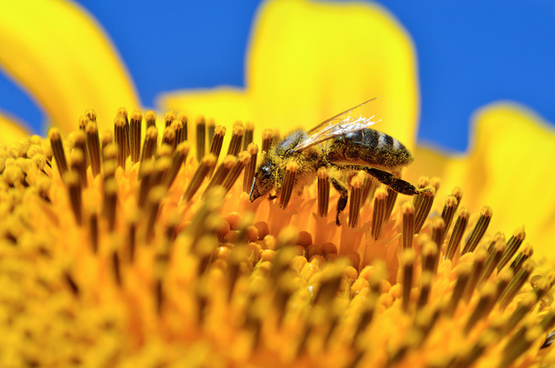 Honigbiene sammelt Nektar auf den Blüten einer Sonnenblume - Foto, Bild