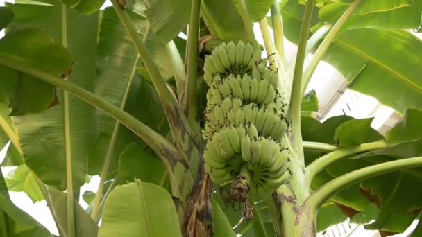 Growing green bunch of bananas on plantation - Séquence, vidéo