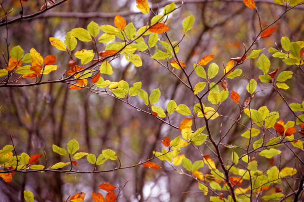 Kleuren van de herfst, bladeren - Foto, afbeelding