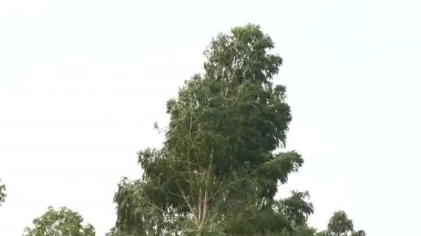 Эвкалиптовый лист зеленого дерева против неба очень высоко с солнечным светом и окружающей среды фоновый лес
 - Кадры, видео