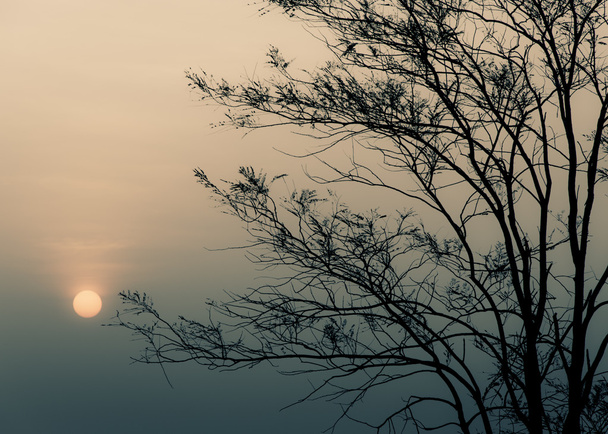 Salida del sol por la mañana con silueta de árbol
  - Foto, imagen