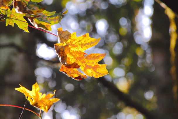 Autumn Maple Leaf - Фото, зображення