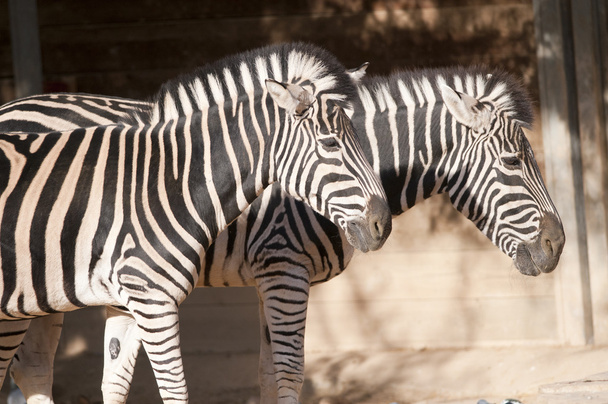 Zebra portre - Fotoğraf, Görsel