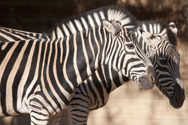 Zebra Portrait - Valokuva, kuva
