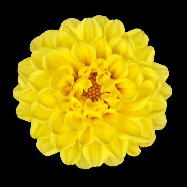 Fleur Dahlia - pétales jaunes avec centre jaune isolé
 - Photo, image