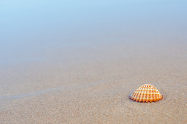 Sea shell on the sandy beach - Foto, Imagem
