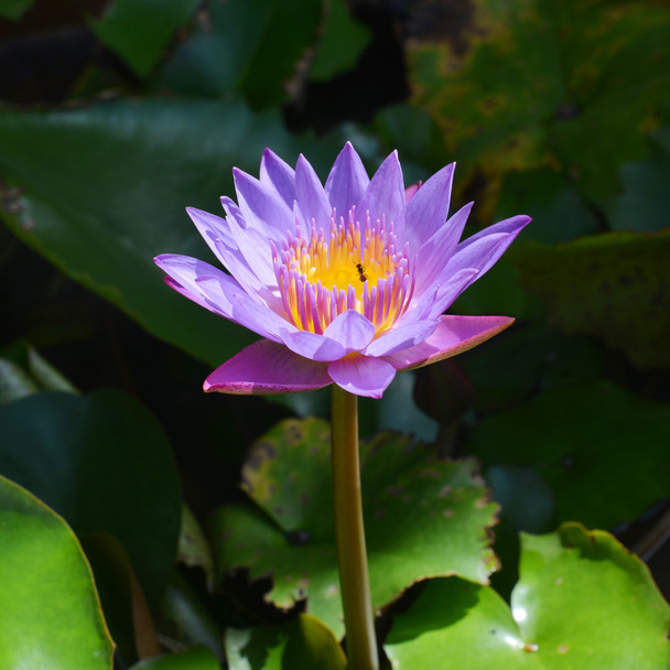 Pink Lotus flower beautiful lotus. - Photo, Image