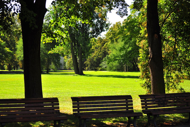zöld rét a parkban - Fotó, kép