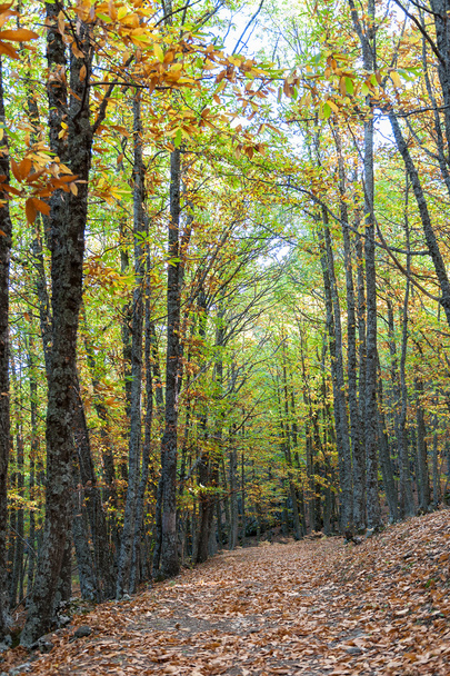Bosque de castañas
 - Foto, Imagen