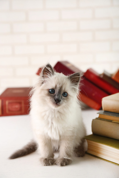 Cute little cat with books  - Фото, зображення