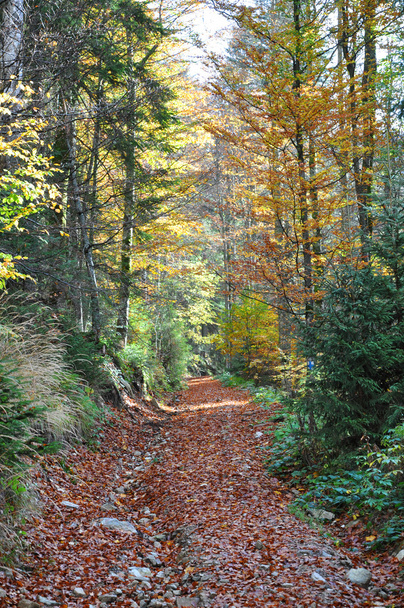 Autumn fall foliage - Valokuva, kuva