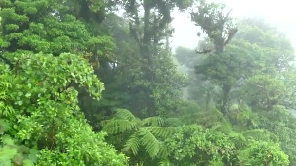 costa rica monteverde nebelwald dschungel natur regenwald himmel strassenbahn - Filmmaterial, Video